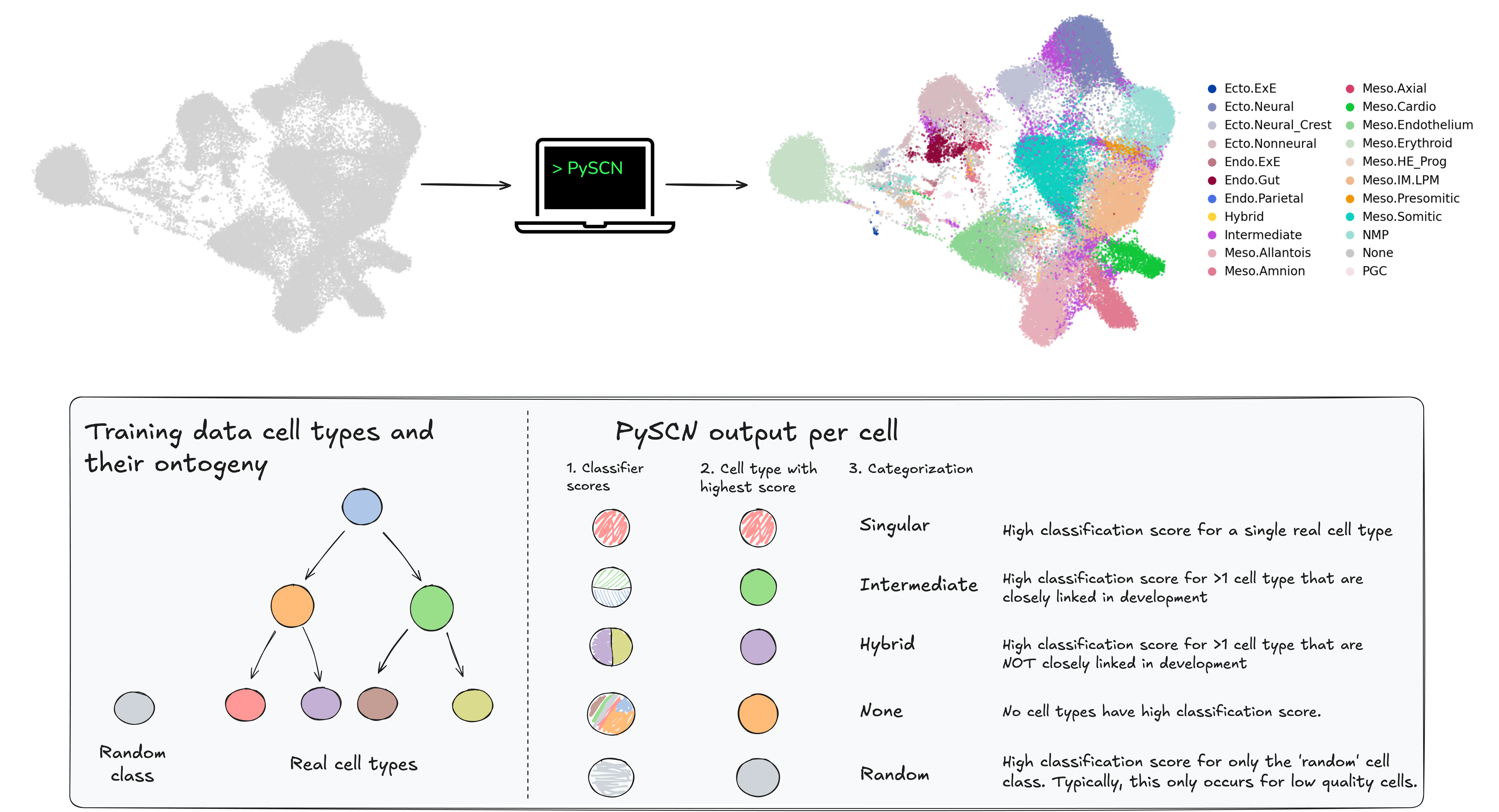 PySCN Diagram