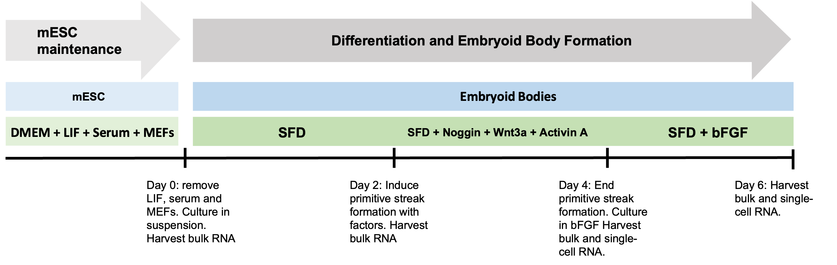 Embryoid body protocol